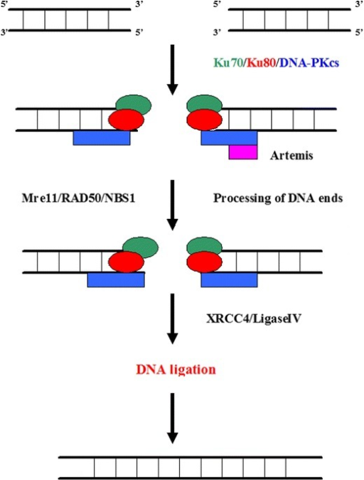 repair dna mechanisms 5 of step joining i end The The first homologous non (NHEJ).