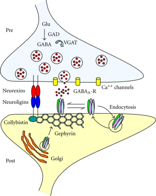 Structural Organization Of GABAergic Synapses. The Post | Open-i