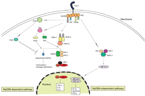 Toll-like receptor 4 signal pathway.Abbreviations: TLR- | Open-i