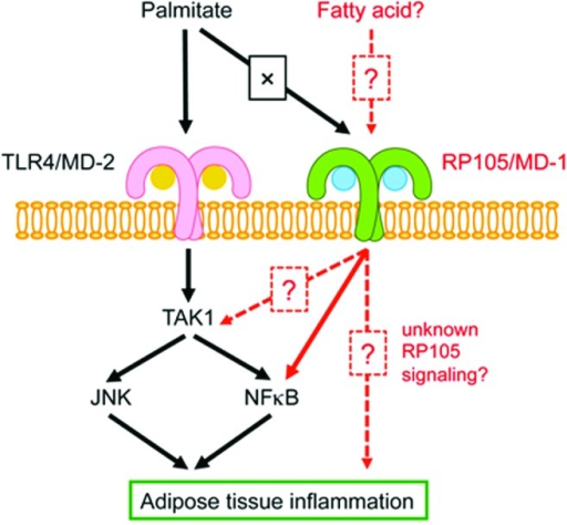 Figure 2 Schematic Diagram Of Tlr4md 2 And Rp105md Open I