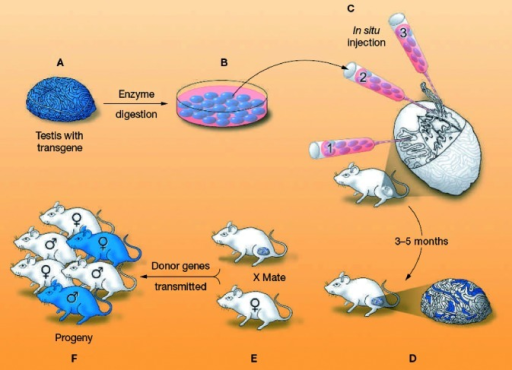 Procedure for testicular cell transplantation as develo | Open-i