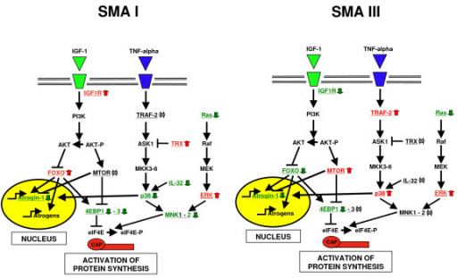 Summary of expression profiles of SMA I and III muscles | Open-i