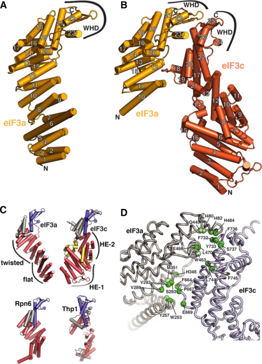 Structures and Interactions of S. cerevisiae eIF3 PCI- | Open-i