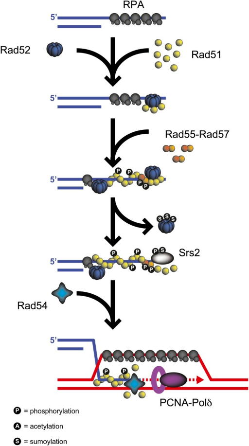 Rad51 Filament Dynamics. During Rad51-catalyzed Strand | Open-i