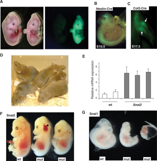 Generation And Analysis Of Rosa26 Promoter Based Mice A Bright Field Left Panel And