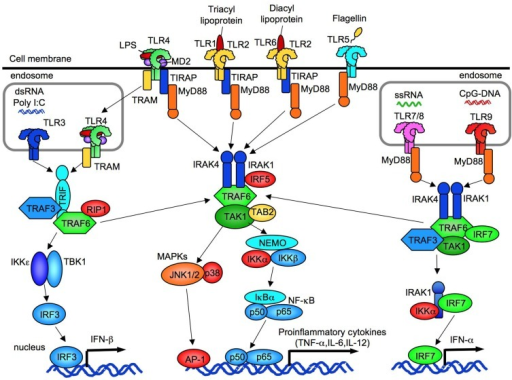 The Overview Of Tlr Signaling. Tlr1, Tlr2, Tlr4, Tlr5, 