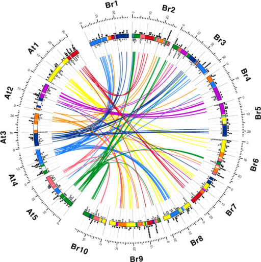 Circos Diagram Of Mirna Gene Pairs Between B Rapa And Open I