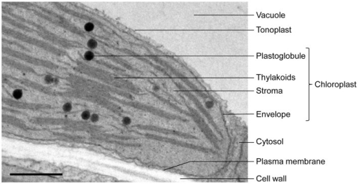 Electron micrograph of an Arabidopsis leaf chloroplast | Open-i