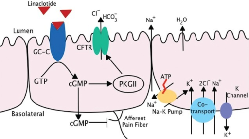 Mechanism of Action of Linaclotide. Linaclotide binds t