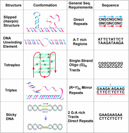 Non-B DNA conformations associated with repeating seque | Open-i