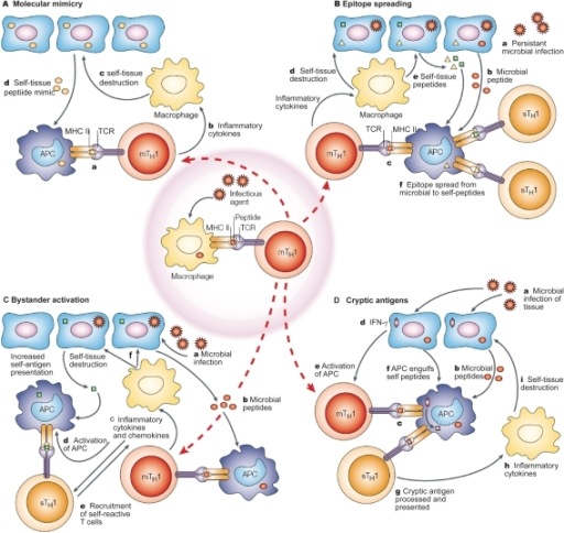 Mechanisms Of Infection-induced Autoimmunity. After A M | Open-i