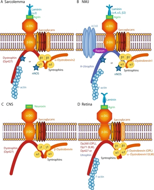 Differential Dgc Complex Composition At Mammalian Muscl 