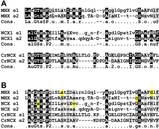 Comparison Of The A1 And Regions Of The Mhxs Ncxs A Open I