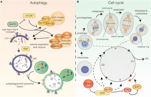 (A) The autophagy pathway. Autophagy induction is contr | Open-i