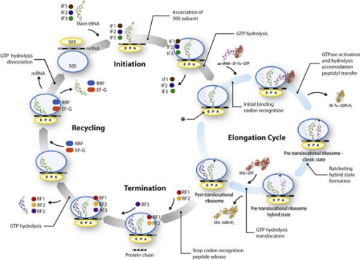 Protein synthesis video