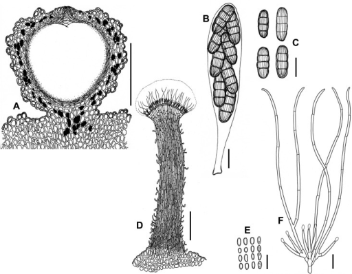 Nectria lateritia on natural substrata (A–C teleomorp | Open-i