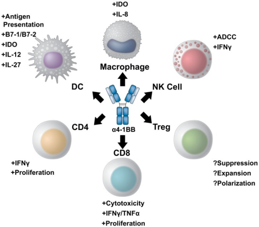 A multi-potent role for 4-1BB targeted immunotherapy. 4 | Open-i