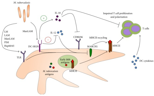 tuberculosis immune system and national tb tuberculosis immune system and national tb