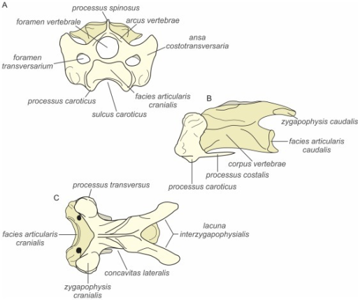 Features of the 5th cervical vertebrae in the seagull L | Open-i