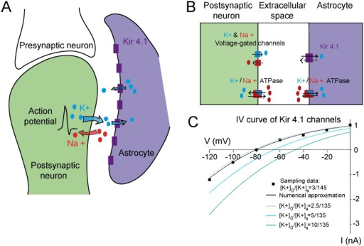 Tri-compartment model of the potassium cycle between th | Open-i