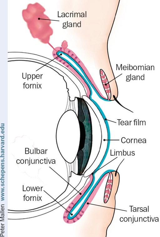 Anatomy of the upper eyelid and anterior segment of the | Open-i