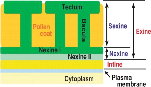 Diagram Of Arabidopsis Pollen Wall Structure The Inner Open I