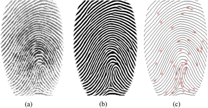 An Example Of Fingerprint Enhancement And Minutiae Extr | Open-i