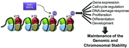 Figure 1. The Functions Of Dot1/DOT1L-dependent H3K79 | Open-i