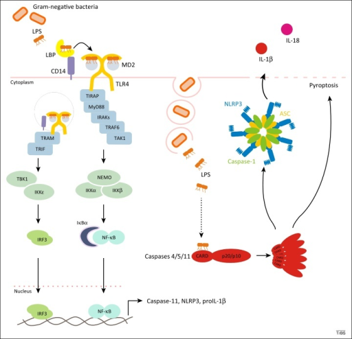 Lipopolysaccharide (LPS) sensing by Toll-like receptor | Open-i