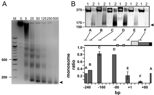 Detection of nucleosome ladders and positioning on the | Open-i