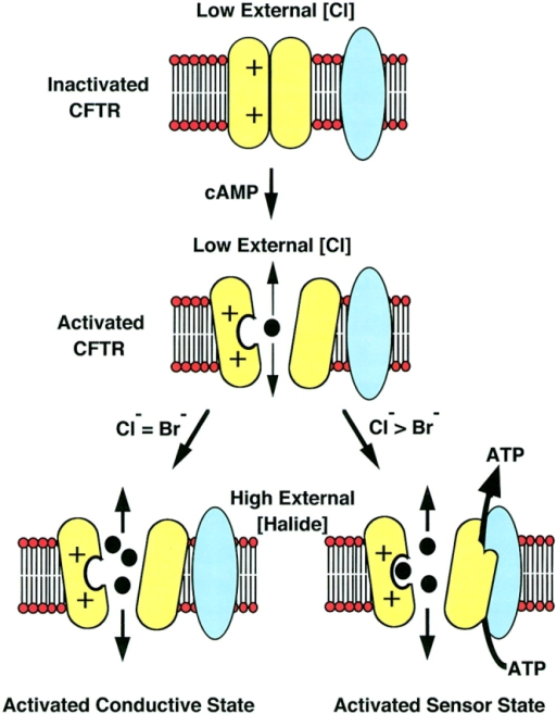 Chloride sensor model for CFTR activation of ATP releas | Open-i