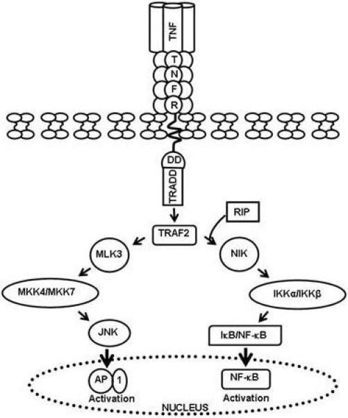 A model of MLK3 activation by TRAF2 via TNF-pathway. Th | Open-i