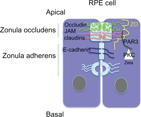 Schematic representation of apical junction complex (AJ | Open-i