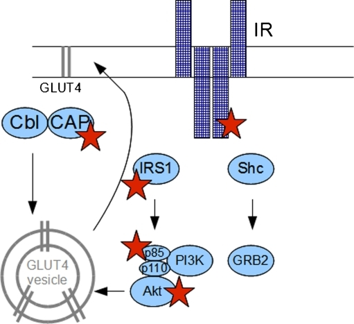 Stars indicate the proteins of insulin signaling cascad | Open-i