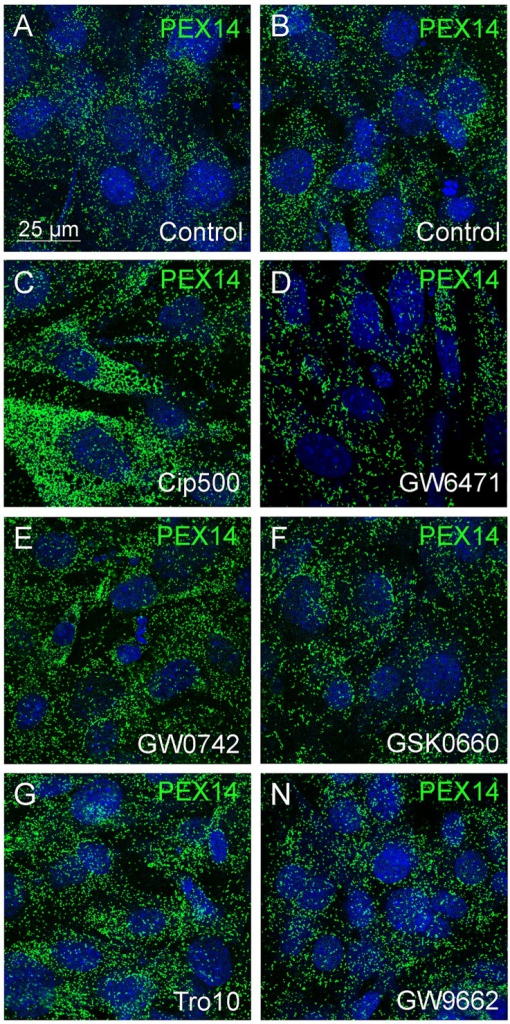 Pparɑ Ss ɣ Activation Induced Peroxisome Proliferation I Open I