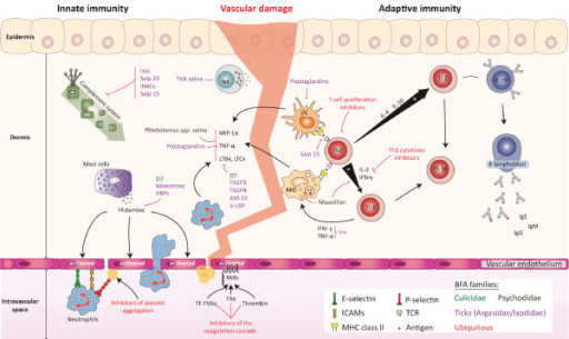 Schematic representation of arthropod salivary proteins | Open-i