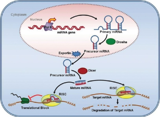 MicroRNA Biogenesis And RNA-induced Gene Silencing. Tra | Open-i