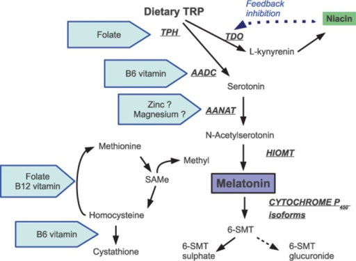 The Synthetic Pathway And Metabolism Of Melatonin And P | Open-i