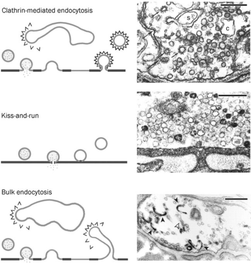 Collection 100+ Pictures What Are The Three Types Of Endocytosis Excellent