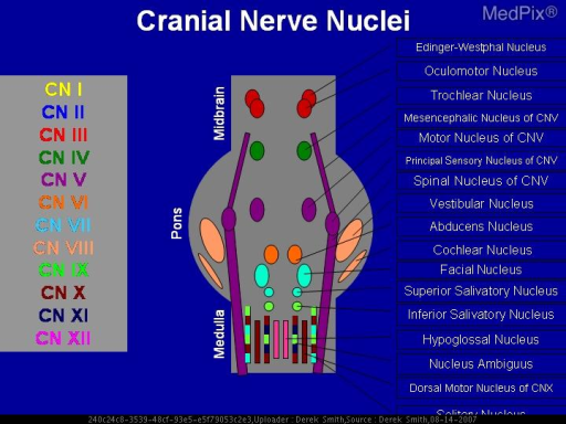 Schematic Drawing Of The Cranial Nerve Nuclei On A Coro | Open-i