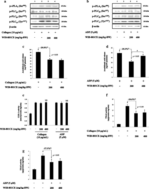 Ex vivo effects of WIB-801CE on phosphorylation of cPLA