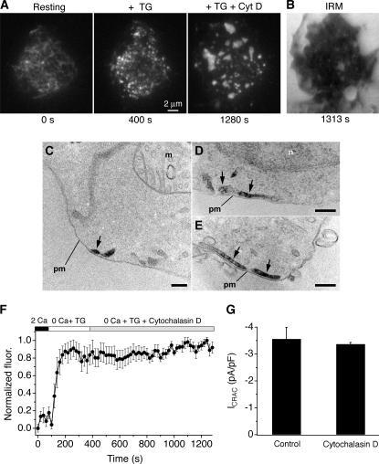 Cytochalasin D reorganizes STIM1 puncta in Jurkat cells | Open-i