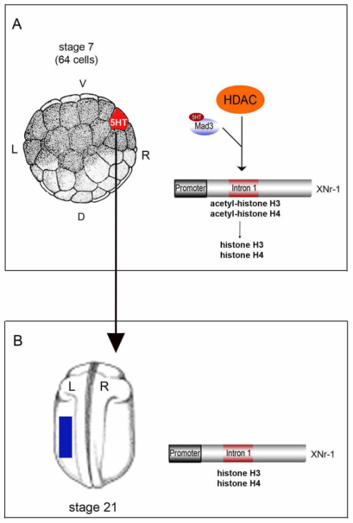 HDAC activity is required during LR development. (A) In