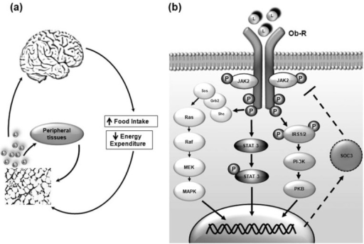 Leptin Signal Transduction. A) Peripheral Action Of Lep | Open-i