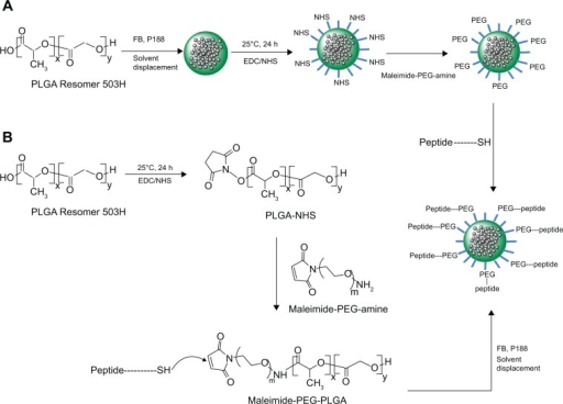 Synthesis Of A Plga Nps Peg Peptide And B Plga Peg Open I