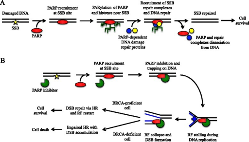 Current model for PARP role in DNA damage repair and PA | Open-i