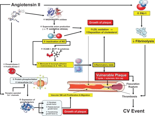 Mechanisms of the detrimental effects of angiotensin II | Open-i