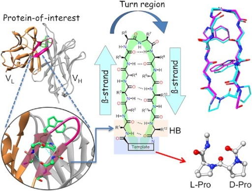 A β-hairpin Loop Identified In A Protein Crystal Struc | Open-i