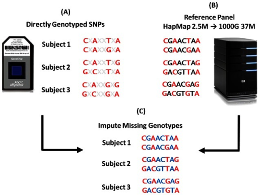 Schematic Overview Of Imputation.(A) Directly Genotyped | Open-i