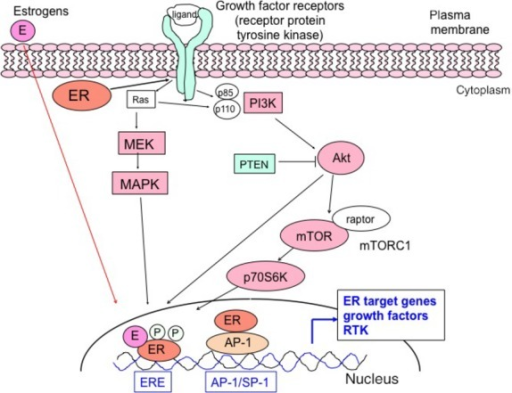 A Schematic Diagram Of Estrogen Receptor (ER) Signaling | Open-i